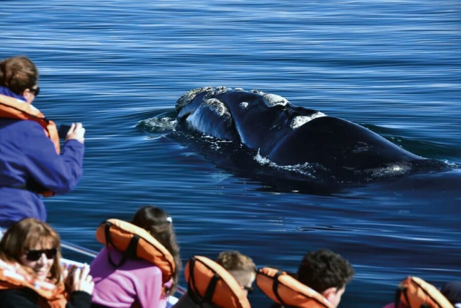 Valdes Peninsula: Full Day with Whale Watching - Punta Norte and the search for land animals