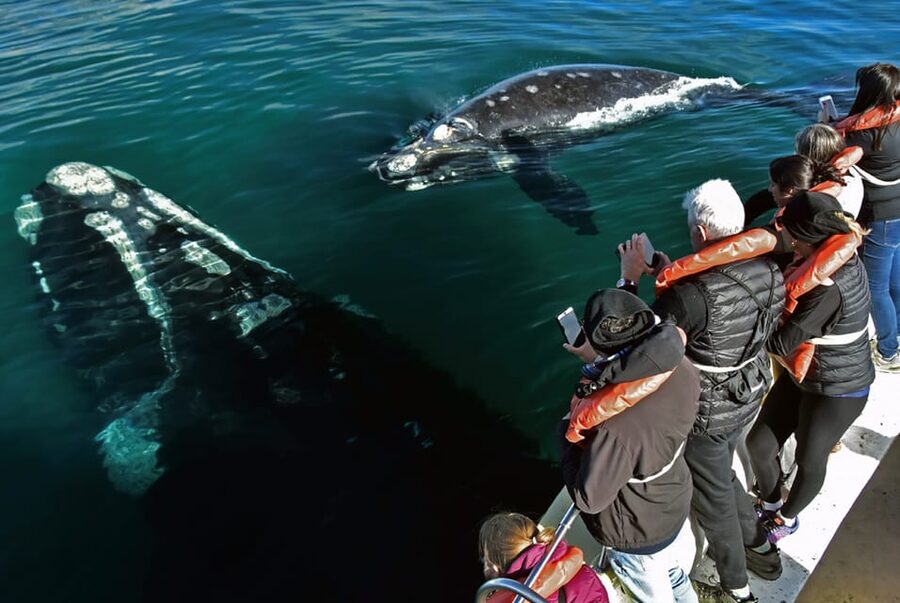 Valdes Peninsula: Full Day with Whale Watching - Who should book this full-day trip?