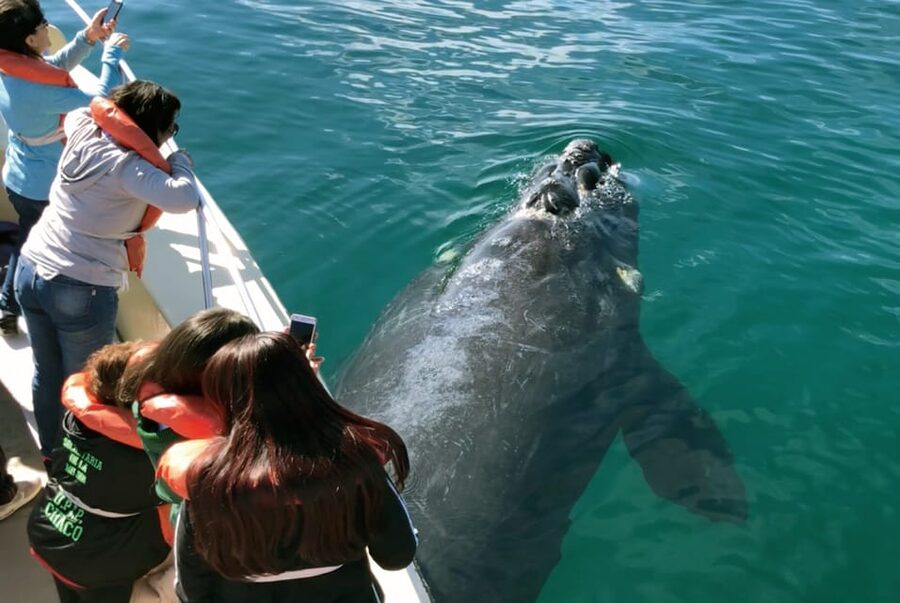 Valdes Peninsula: Full Day with Whale Watching - Should you book it?