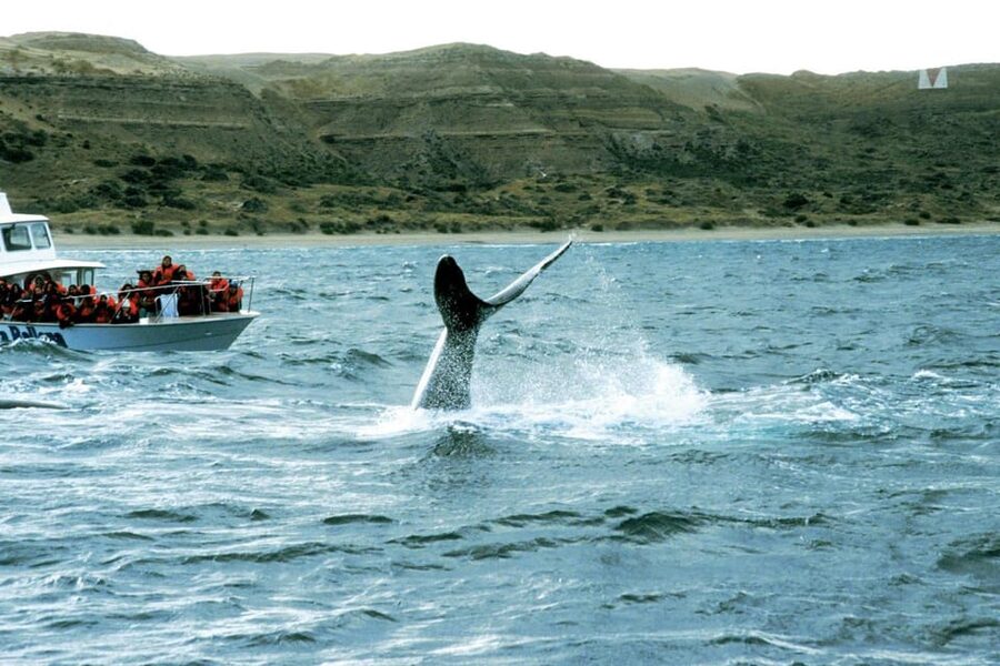 Valdes Peninsula: Full Day with Whale Watching - FAQ
