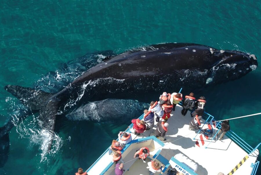 Valdes Peninsula: Full Day with Whale Watching - Salt flats, coast, and Caleta Valdés