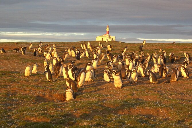 Walk alongside Penguins on Magdalene Island and navigate Marta Island - Isla Marta brings sea lions and seabirds
