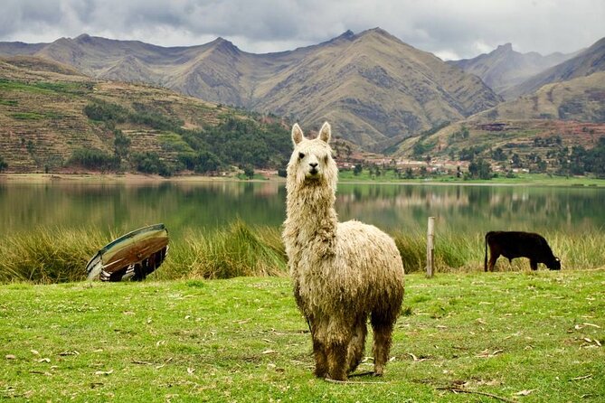 Wonderful Cusco 5-Day Tour with Entrance to Machupicchu - Group size, fitness, and the right kind of visitor